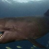 penampakan-hasil-kimpoi-silang-paus-dan-lumba-lumba-yang-terlihat-di-hawaii