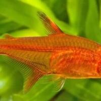 10-ikan-aquascaping-terbaik