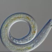 cacing-puluhan-ribu-tahun-hidup-kembali