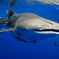 hewan-terancam-punah-ini-bisa-capai-umur-hingga-130-tahun