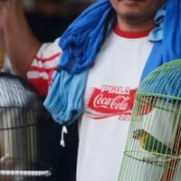 tergolong-satwa-dilindungi-berikut-burung-berkicau-yang-tak-lagi-boleh-berkontes