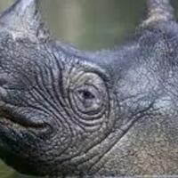 quotbadak-jawa-atau-badak-bercula-satu-kecil-rhinoceros-sondaicusquot