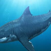 fakta-seputar-hiu-raksasa-megalodon