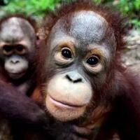 heart-of-borneo-masihkah-menjadi-quotrumah-yang-nyamanquot-bagi-orangutan