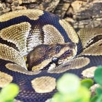 jangan-takut-ini-4-jurus-jitu-lepas-dari-lilitan-ular-piton