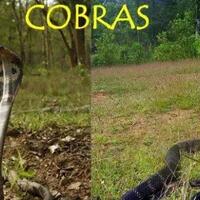ular-berbisa-itu-king-cobra-lah-kalau-cobra