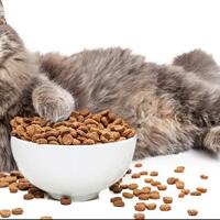 1769-all-about-cat-food-dry-food-kibble---wet-food-canned-1769