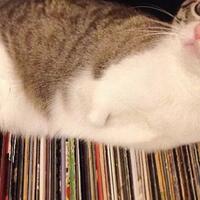 kenalan-sama-roux-si-kucing-quotkangguruquot