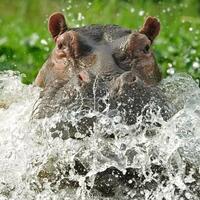 5-kasus-kematian-manusia-oleh-hewan-yang-bermula-dari-kecerobohan