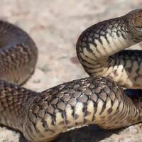 15-fakta-mengejutkan-seputar-ular-yang-belum-banyak-diketahui-orang