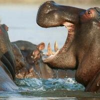 mengejutkan-aset-keluarga-akidi-tio-disebut-capai-rp-16-triliun-nasib-sumbangan