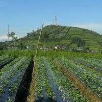 mini-desa-di-permukiman-padat-penduduk-pertanian-urban