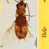 kumbang-99-juta-tahun-tersimpan-dalam-ambar-di-myanmar