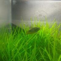 sparkling-gouramis---pygmy-gourami
