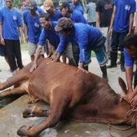 kenapa-hewan-qurban-masih-hidup-walau-sudah-di-sembelih