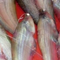 cara-mancing-ikan-lais-di-sungai
