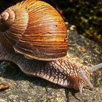 fakta-unik--ternyata-rasa-males-bisa-nyelametin-ente-dari-kepunahan-gan