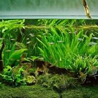 10-jenis-tanaman-hias-aquarium