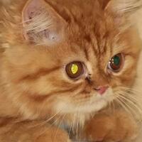 sharing--berbagi-tips-dalam-merawat-kucing