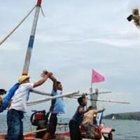 lomba-ayam-terbang-di-situbondo