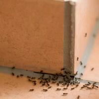 semut-hingga-gurita-6-hewan-yang-dianggap-paling-cerdas-di-muka-bumi