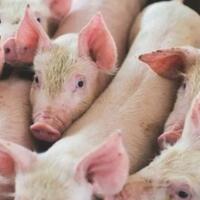 waspadi-penyakit-african-swine-faver-dari-tiongkok-masuk-bali