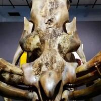 penemuan-satwa-satwa-purba-di-sulawesi