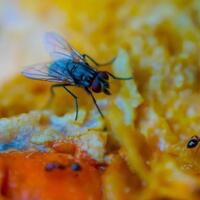 selamat-tinggal-insektisida-ini-7-cara-alami-dan-ampuh-singkirkan-serangga-di-rumah