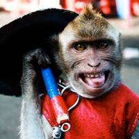 perjalanan-sejarah-topeng-monyet-di-indonesia