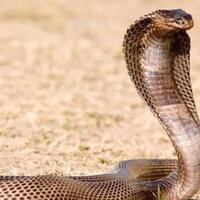 ajaib-5-hewan-ini-diklaim-ilmuwan-punya-keajaiban-menyembuhkan-orang-sakit