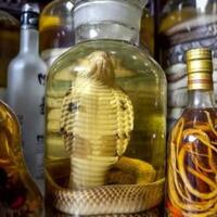 kumis-hingga-kencing-sapi-15-minuman-ekstrem-yang-konon-berkhasiat