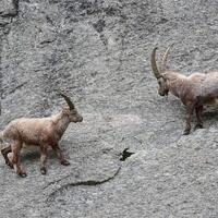 kadal-hingga-kambing-5-hewan-yang-memiliki-kemampuan-seperti-superhero