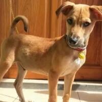 anjing-peliharaanku-bagian-keluargaku--khusus-pecinta-anjing