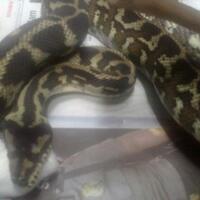 coc-pets-reptil-kesayanganku-aslinyalo