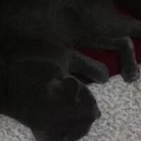 coc-pets-kehilangan-kucing-sedihnya-udah-kayak-diputusin-selena-gomez-aslinyalo