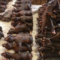 8-kuliner-ekstrem-dan-aneh-ini-ternyata-asli-indonesia