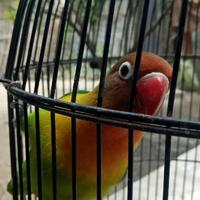 coc-pets-kiat-merawat-burung-lovebird-versi-ane-aslinyalo