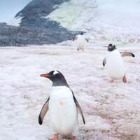 mikroba-misterius-membuat-es-di-kutub-berwarna-merah-muda-dan-mencair