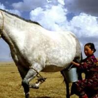 5-alasan-kenapa-susu-kuda-liar-lebih-sehat-daripada-susu-sapi-biasa-khas-sumbawa