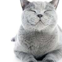 bagian-tubuh-kucing-yang-gak-boleh-agan-pegang