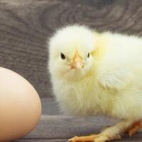 penjelasan-ilmiah-paling-masuk-akal-antara-ayam--telur-duluan-manah