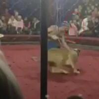 bocah-rusia-ini-diserang-singa-saat-menonton-sirkus-ada-videonya