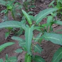 event-coc-langkah---langkah-menanam-dan-merawat-kangkung-aslinyalo