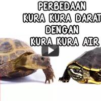 perbedaan-kura-kura-darat-dengan-kura-kura-air