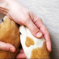 bahaya-mengkonsumsi-daging-anjing