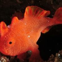 inilah-9-ikan-yang-bercampur-namanya-dengan-hewan-lain-gan