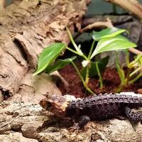 bikin-crocodile-skink-terrarium-cuma-perlu-modal-100ribuan-gan