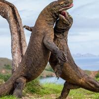 kenapa-komodo-hanya-ada-di-indonesia