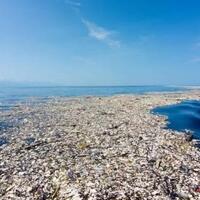 kematian-nahas-paus-sperma-di-wakatobi-karena-sampah-plastik