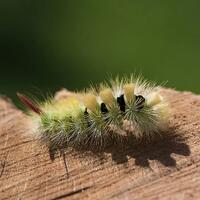 nyleneh-gadis-cantik-dari-kediri-ini-punya-hobi-bermain-dengan-ulat-bulu